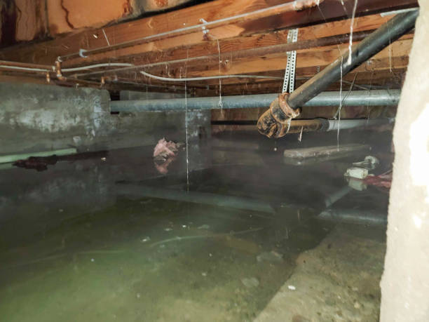 Best Fire Damage Restoration  in Stockbridge, MI