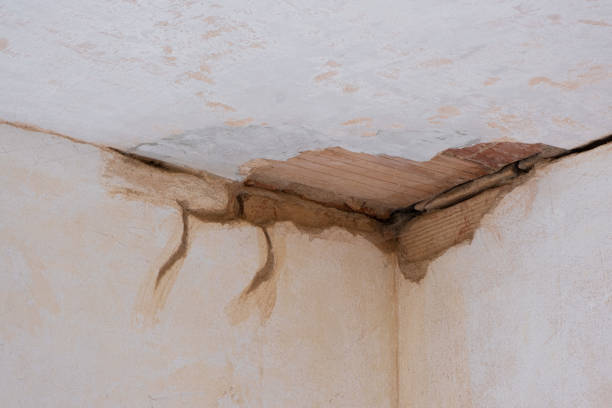 Best Mold removal after water damage  in Stockbridge, MI