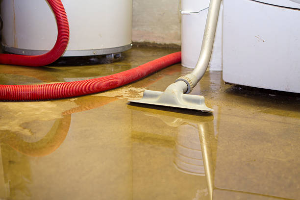 Best Basement water damage restoration  in Stockbridge, MI
