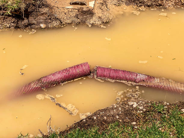 Best Carpet water damage restoration  in Stockbridge, MI